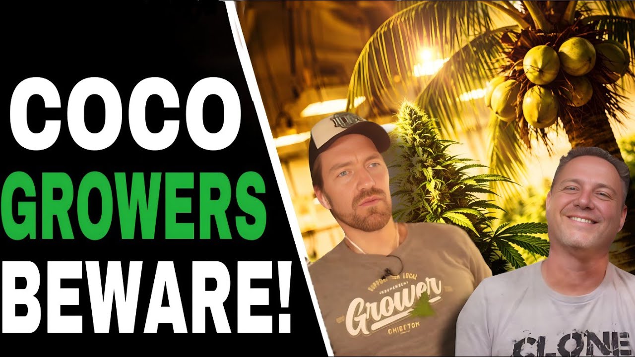 The 3 Biggest Mistakes When Growing With Coco