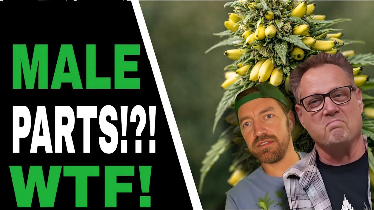 THIS Is Why Your Female Plants Are Turning Male